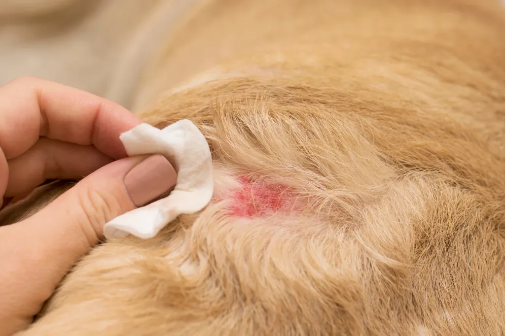 closeup of dog wound with human hand applying gauze for folliculitius