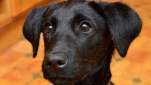 closeup of black labrador retreiver face