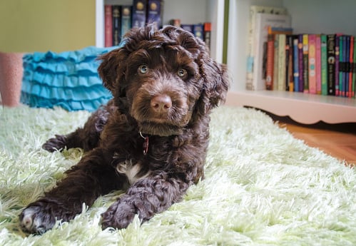 portuguese water dog laying on rug