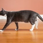 gray and white cat walking inside
