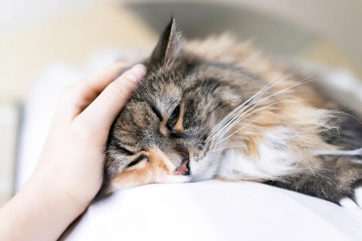 gray cat lying down with hand petting