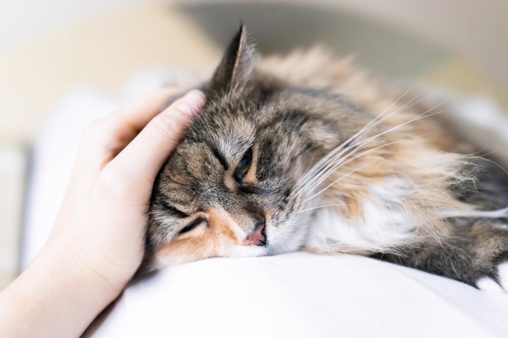 gray cat lying down with hand petting