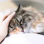 gray cat lying down with hand petting