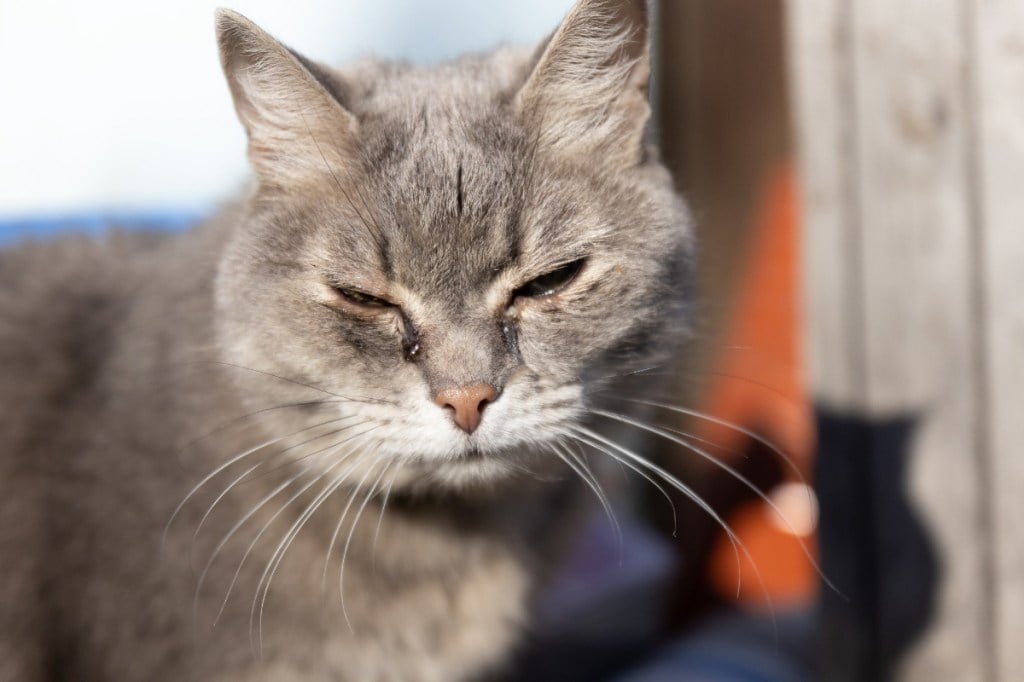 gray cat with weepy eyes