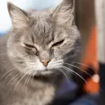 gray cat with weepy eyes