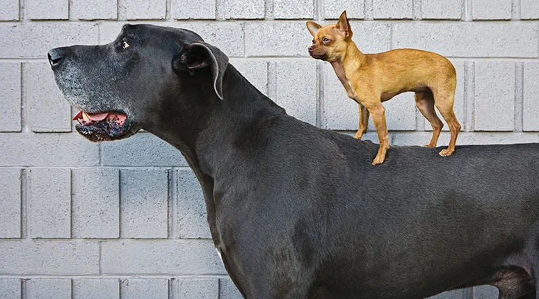Smaller dog standing on the back of a larger black dog against a wall