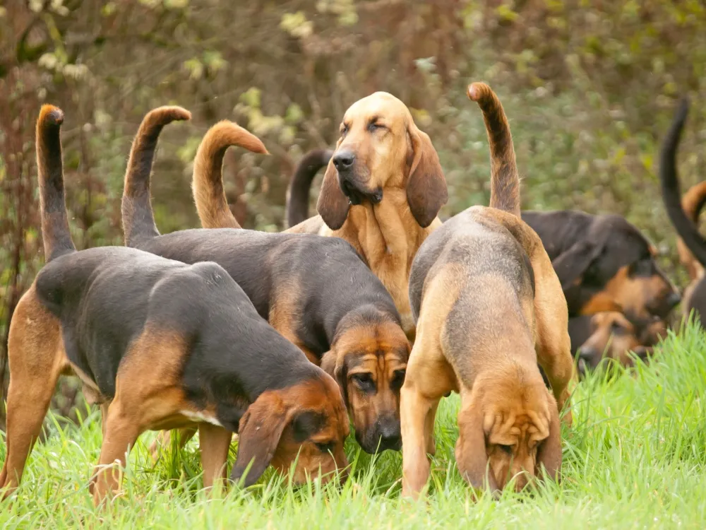 group of hounds sniffing around grass outside