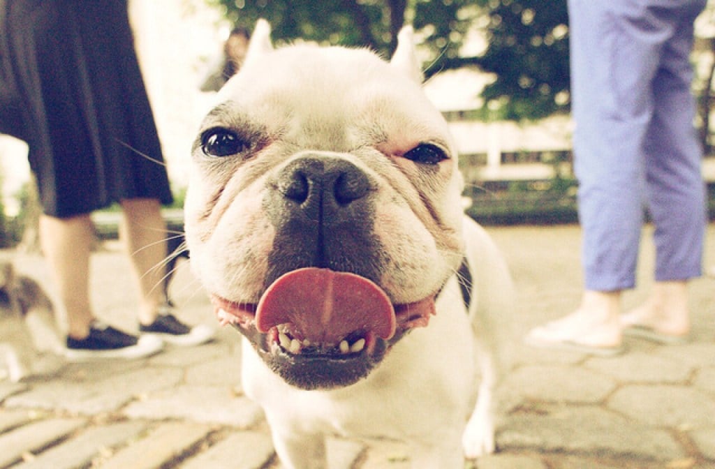A pug that is panting because it is hot