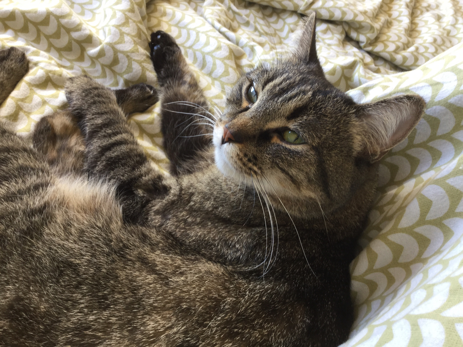 cat herpes