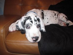 dalmation laying on brown leather couch