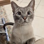 gray cat with light eyes