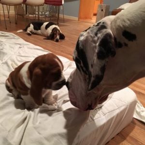 large dog touching noses with small puppy on a bed with a hound laying in background