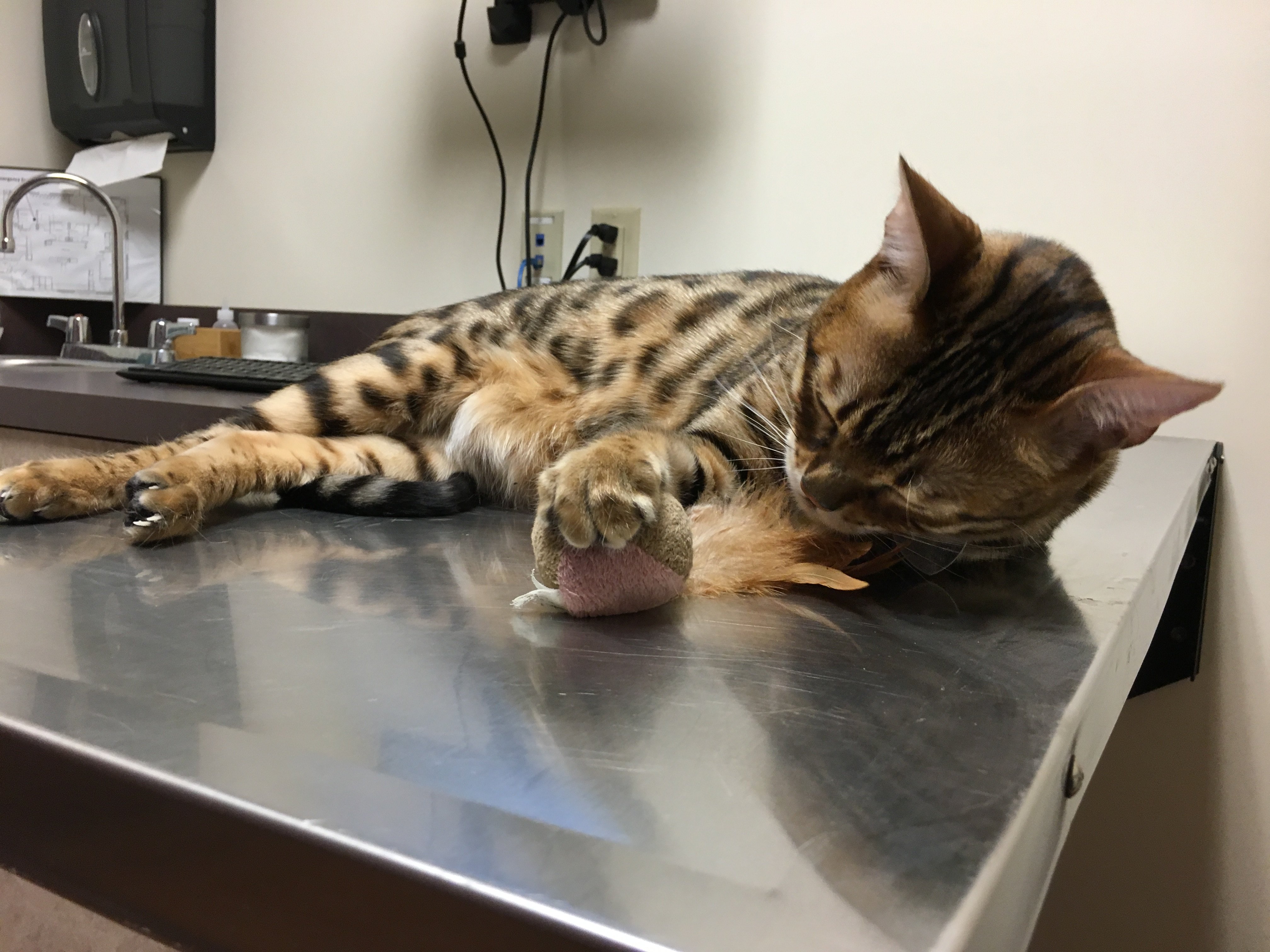 striped cat laying on veterinarian table with small toy