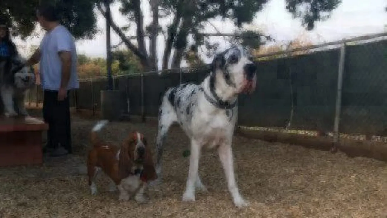 large dog standing next to smaller dog outside on grass