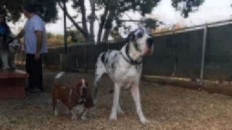 large dog standing next to smaller dog outside on grass