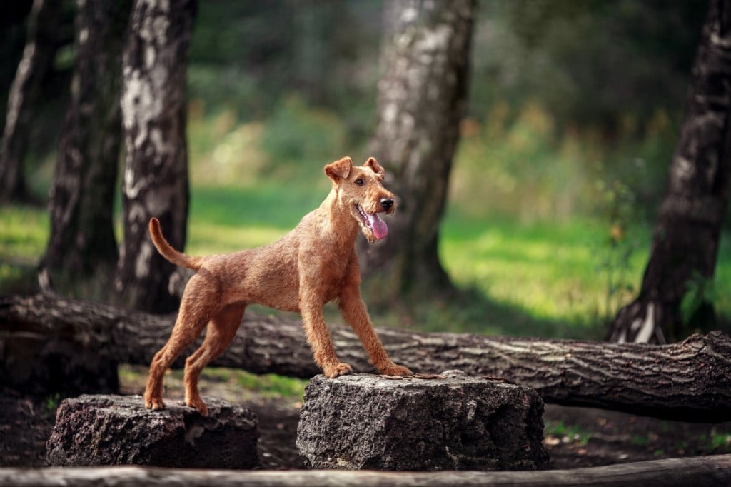 Young Irish terrier dog performs exercises on the tree. Obedience.