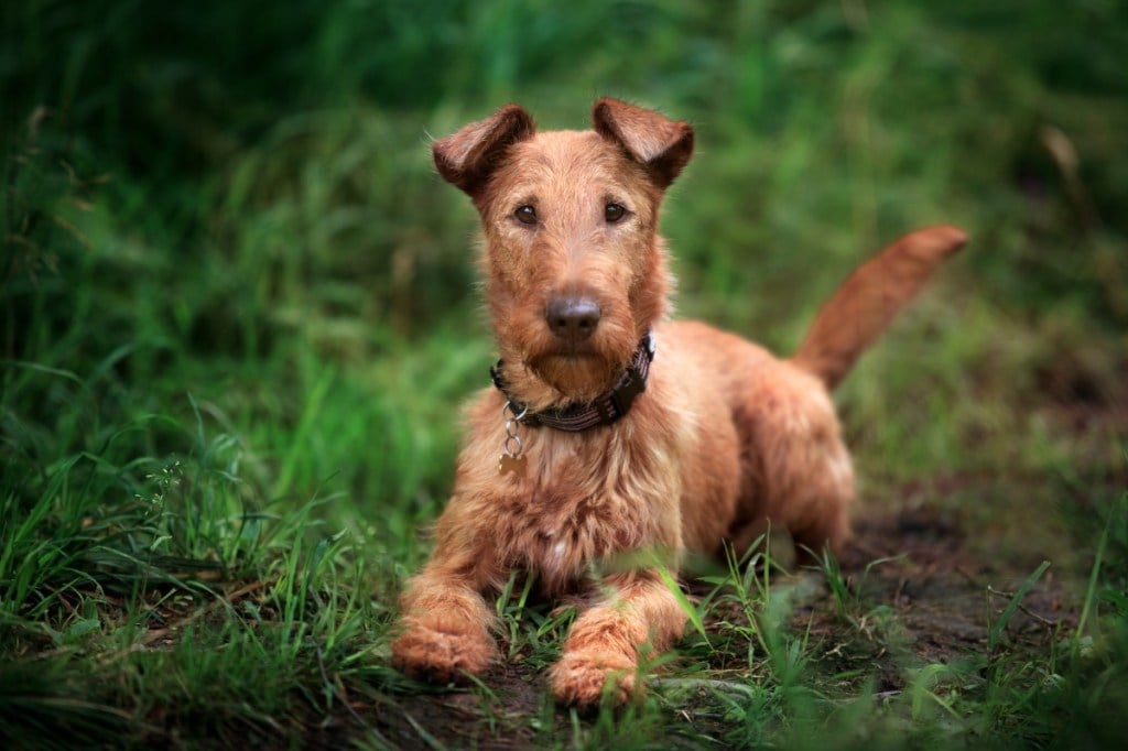 A young Irish Terrier lies on the green grass and looks at the camera.