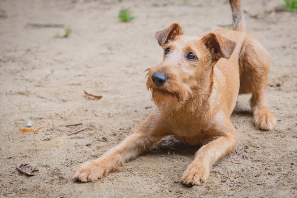 Irish terrier ready to play outside