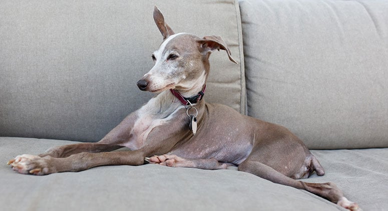 Italian greyhound