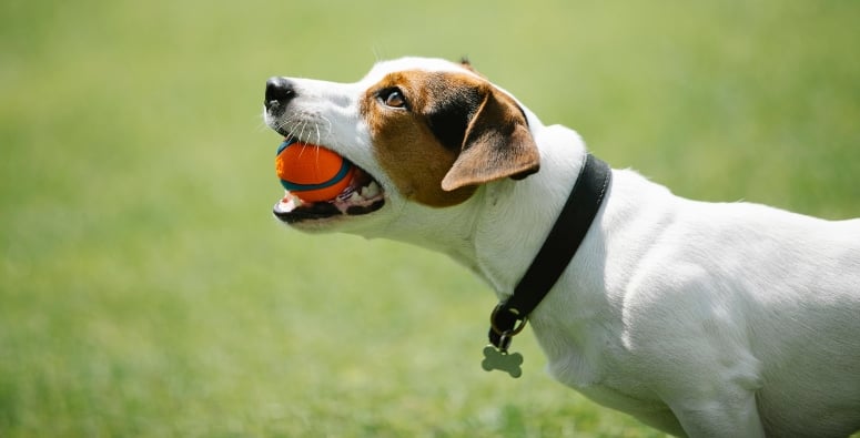 Parsons Russell dog