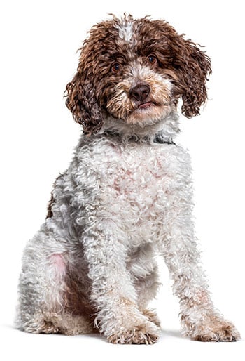 Lagotto Romagnolo