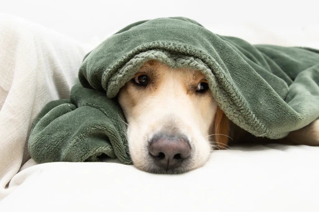 light colored dog hiding under a blanket