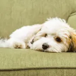 little white dog lying on couch