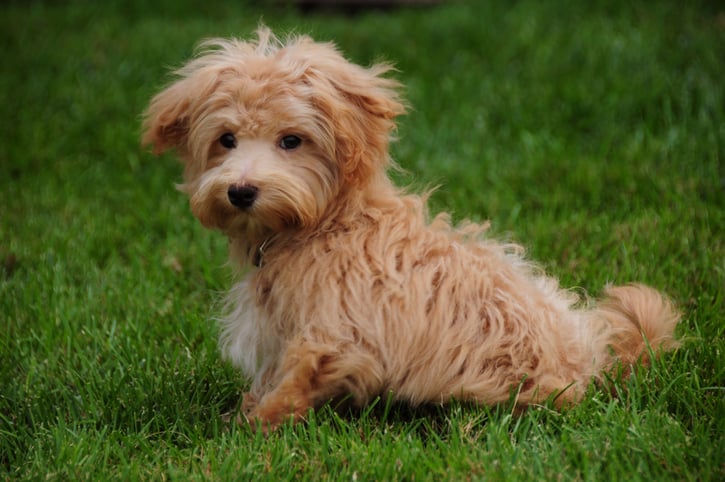 Maltipoo