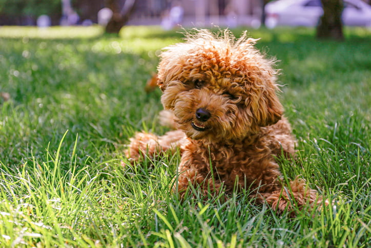 Maltipoo laying in grass 