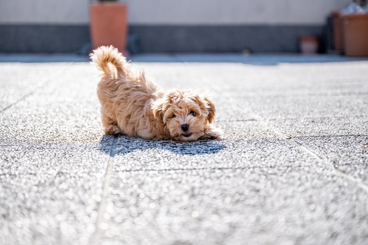 Little cute maltipoo puppy