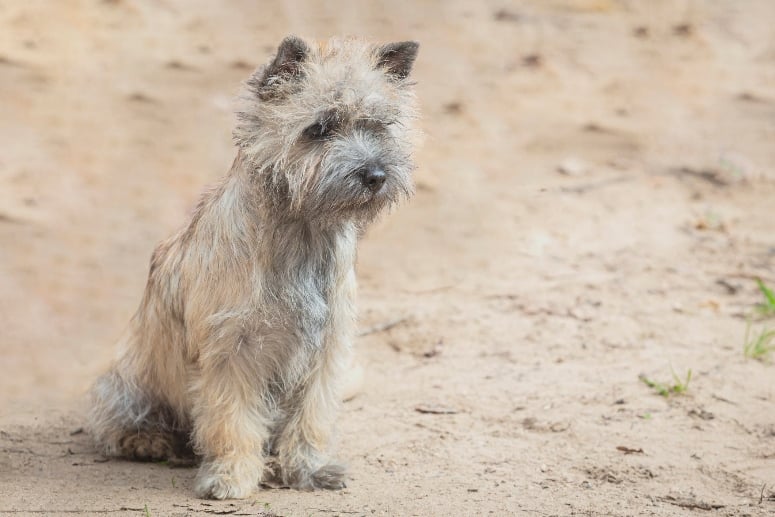Norwich terrier on sand