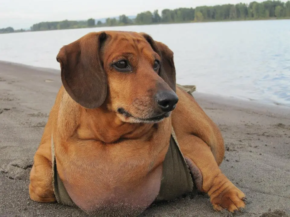 diabetes in dogs
