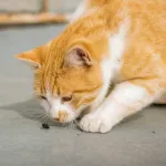 orange cat with a dead fly