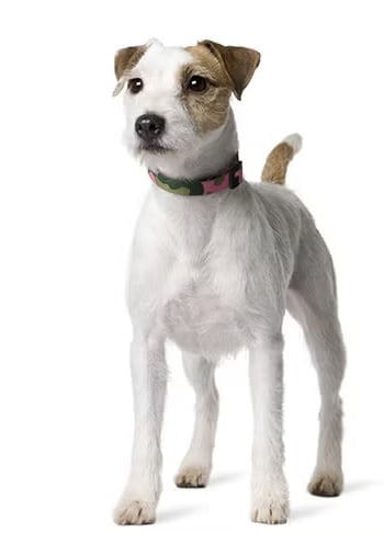 Parsons Russell dog