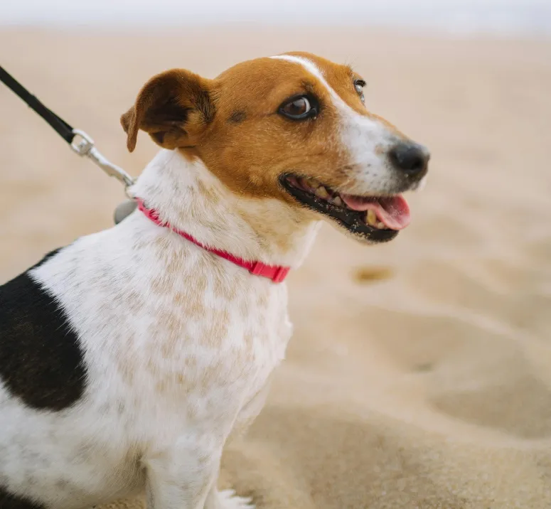 Parsons Russell dog