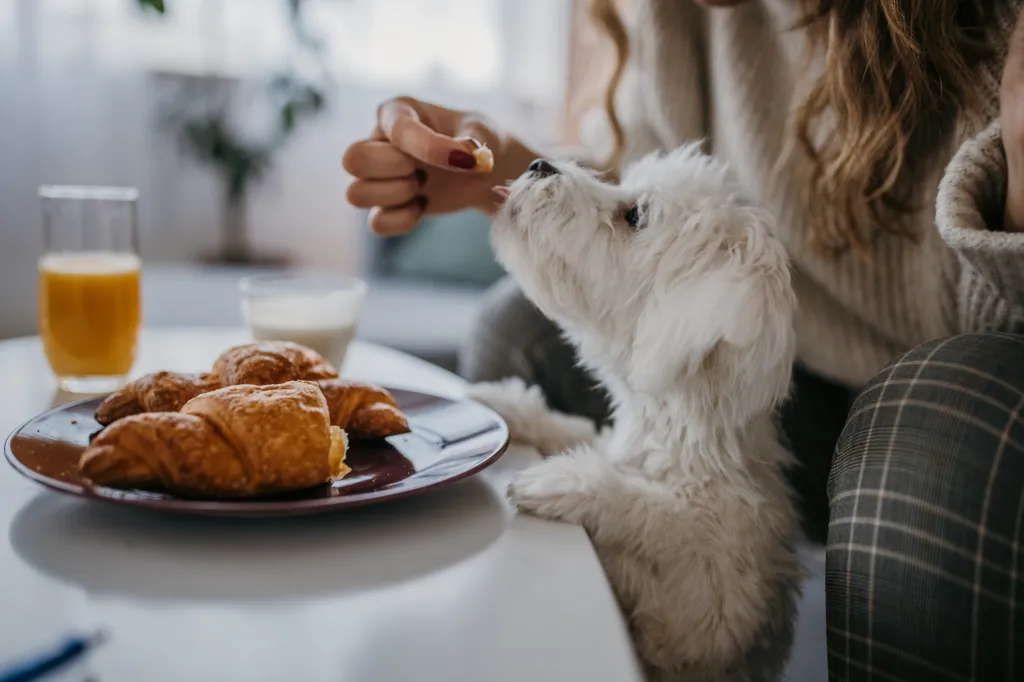 person sharing food with puppy