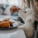 person sharing food with puppy