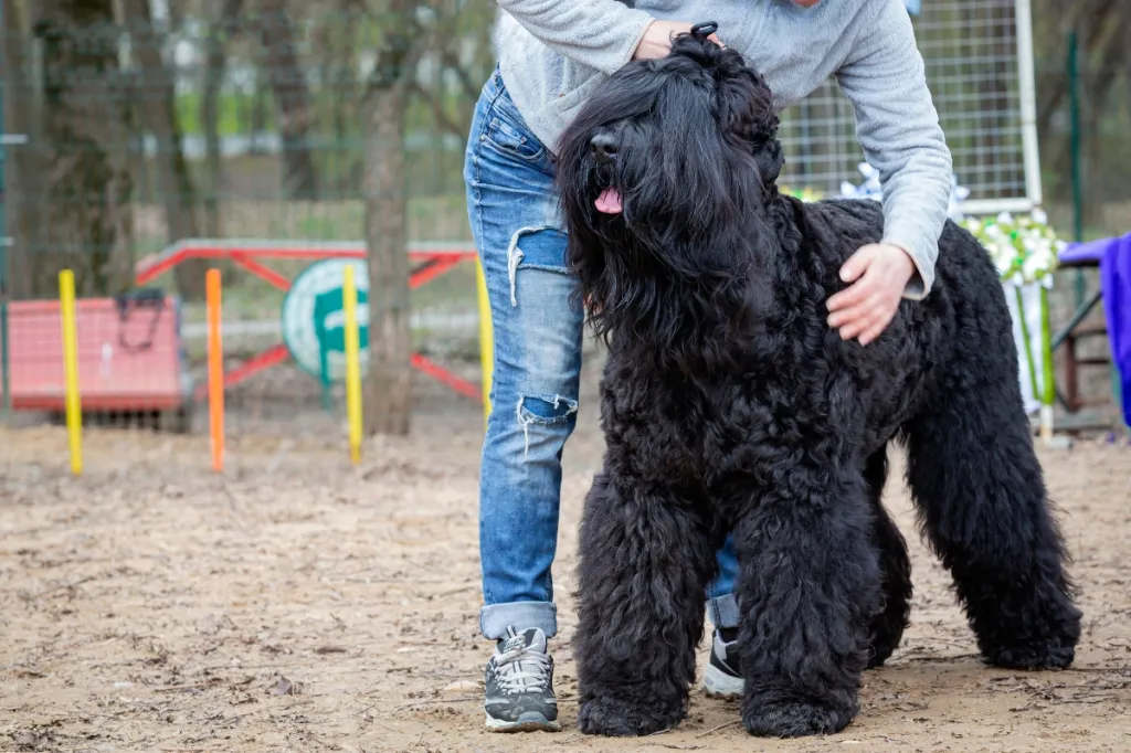 person standing next to Black Russian terrier at dog park
