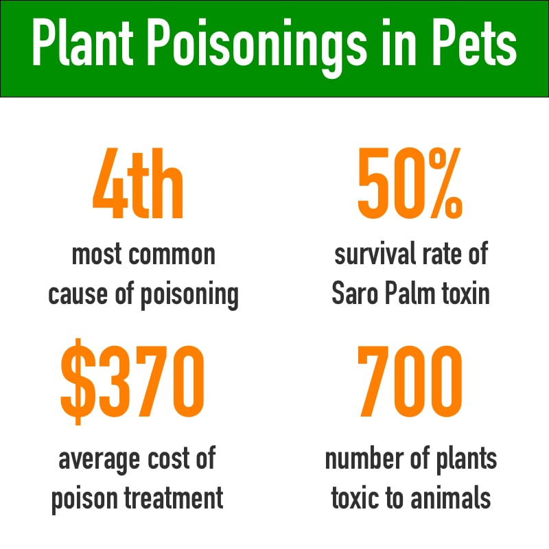 plants poisonous to cats and dogs