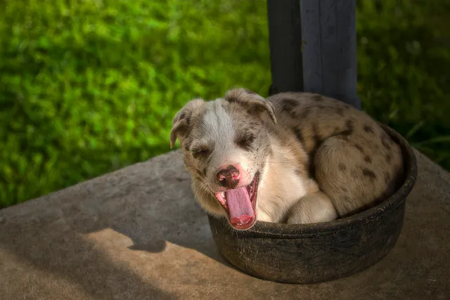 Best dog food for puppies