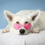Relaxed white dog with glasses