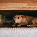Terrified little dog lying on the floor below bed.