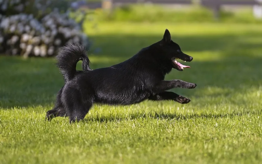Schipperke dog