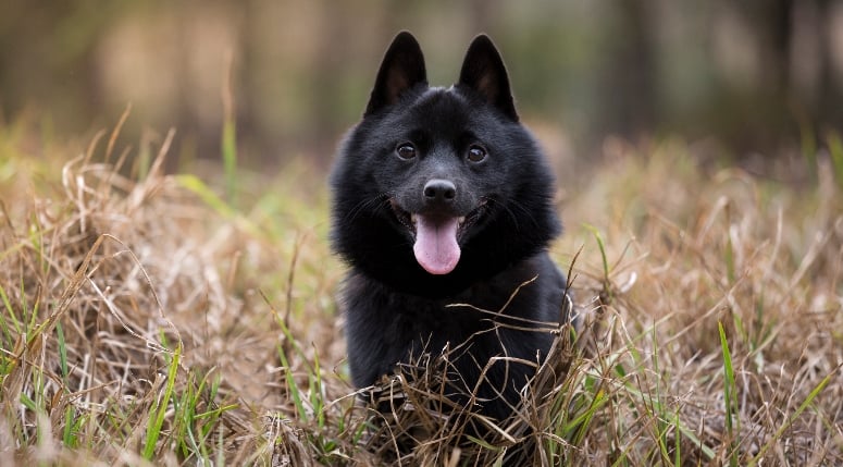 Schipperke dog