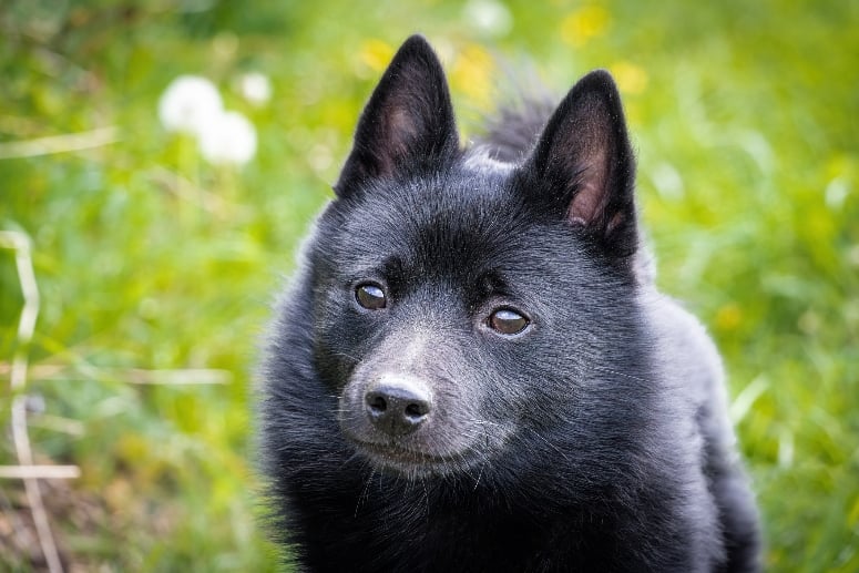 Schipperke dog