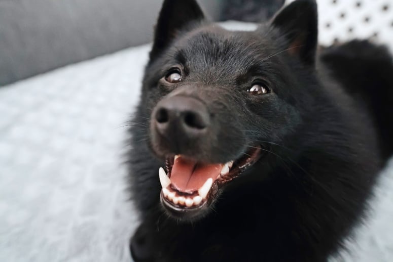 Schipperke dog 