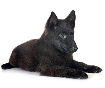 Schipperke dog