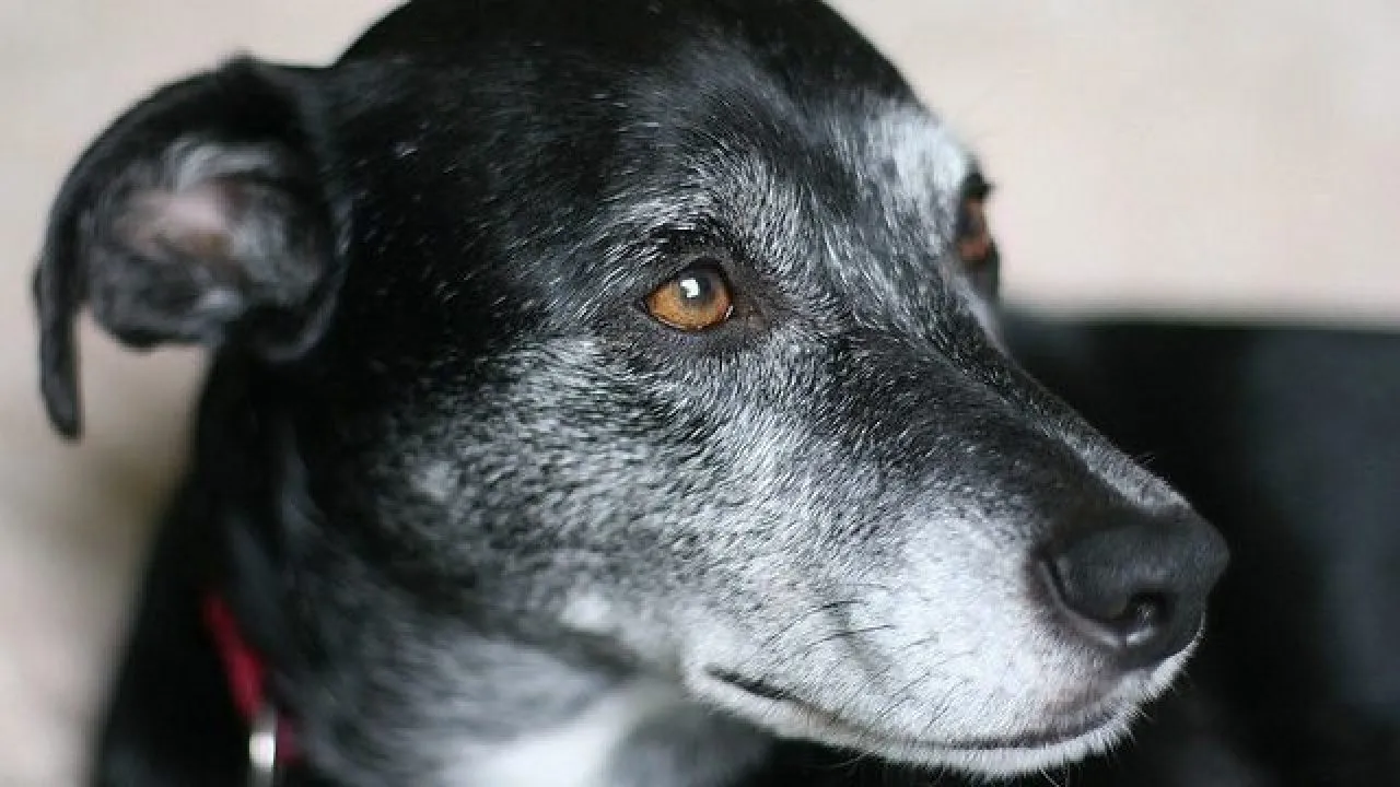 senior dog