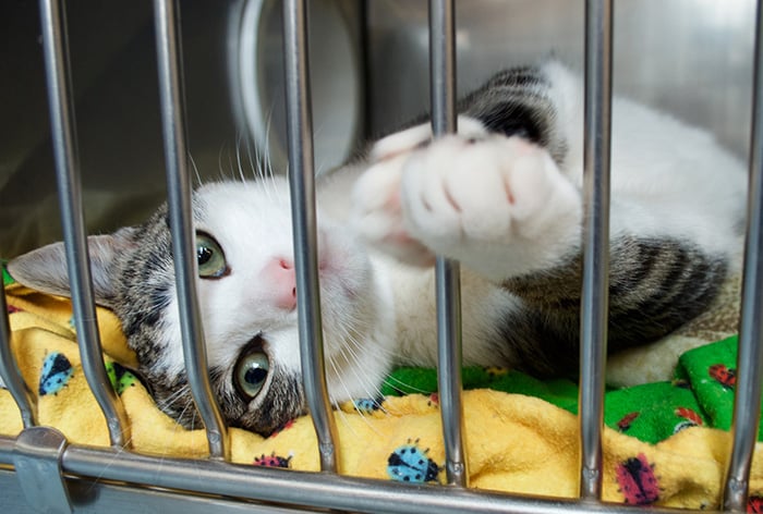 Kitten in a cage
