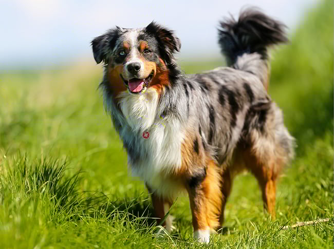 Australian Shepherd